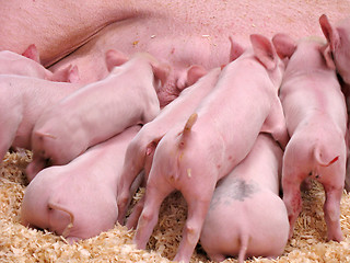 Image showing Hungry Piglets