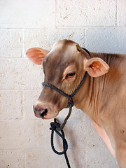 Image showing brown cow