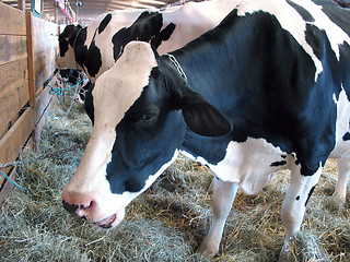 Image showing dairy cattle