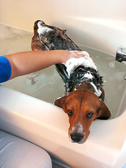 Image showing beagle bath