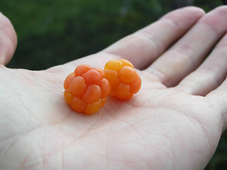 Image showing Cloudberries