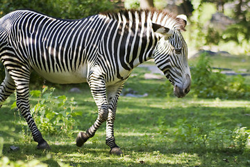 Image showing Zebra