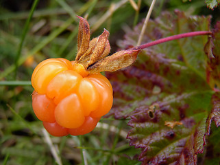 Image showing Cloudberry