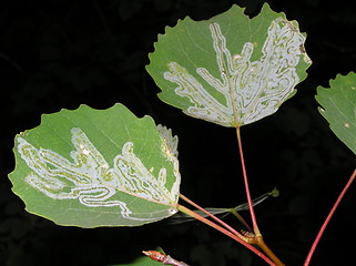 Image showing Aspen leaves