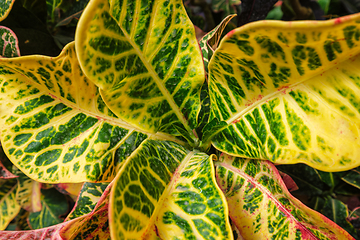 Image showing Garden croton Codiaeum variegatum aka variegated croton