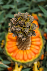 Image showing Encephalartos horridus aka Eastern Cape blue cycad cone