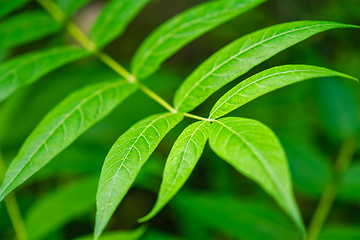 Image showing China-sumac Ailanthus altissima tree branch