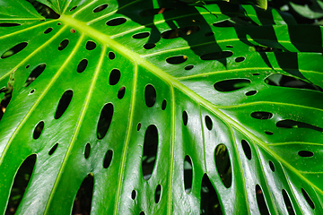 Image showing Monstera deliciosa leaf