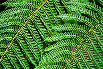 Image showing Sphaeropteris cooperi or Cyathea cooperi lacy tree fern, scaly tree fern