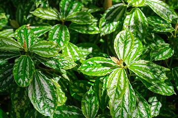 Image showing Aluminium plant aka Pilea cadierei leaves close up