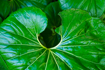 Image showing Leopard plant Farfugium japonicum Giganteum leaves