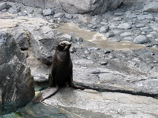 Image showing shiny seal