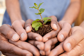 Image showing Plants, people and hands of teamwork, support and charity for earth day, sustainability or climate change. Environment, group and community with leaf growth in soil, sand and nature of ngo volunteers