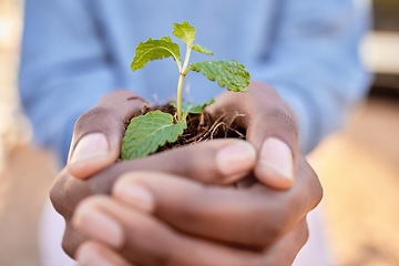 Image showing Hands, person and holding plants for, earth day, future sustainability and climate change. Closeup, growth and leaf in soil for hope, environment and sand of nature, planet and ngo volunteer support