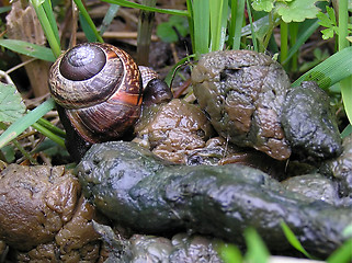 Image showing Snail eating poo