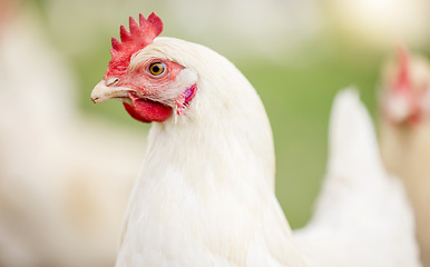 Image showing Chicken face, farm and animals for agriculture production, growth and food ecology. Poultry farming, birds and head of livestock, sustainable industry and natural ecosystem in outdoor environment