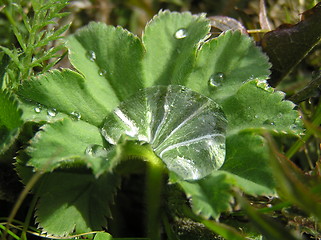 Image showing Dew