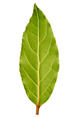 Image showing Laurel leaf isolated