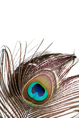 Image showing Peacock Feather