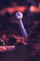 Image showing amethyst deceiver in beautiful light