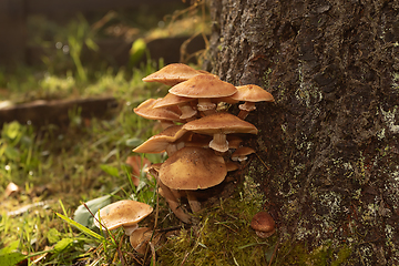 Image showing honey fungus ready for harvesting