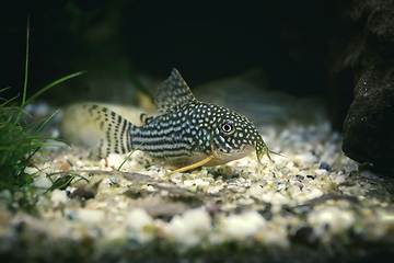 Image showing Sterbai Cory in fish tank