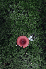 Image showing young fly agaric growing on moss