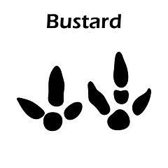 Image showing Bustard Footprint