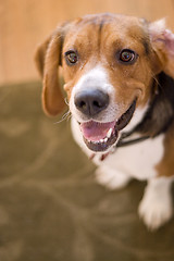 Image showing Cute Beagle Dog