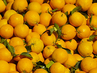 Image showing orange harvest