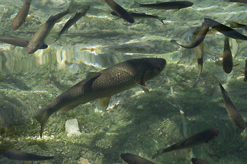 Image showing Fish swimming in Plitvice lakes national park