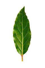 Image showing Laurel leaf isolated