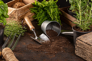 Image showing Gardening tools and utensils