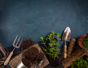 Image showing Fresh green herbs with garden tools