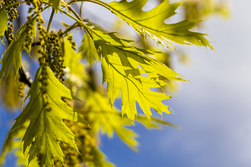 Image showing oak leaves