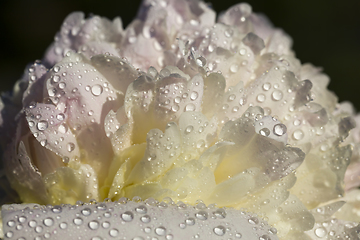 Image showing white peony