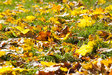 Image showing autumn foliage