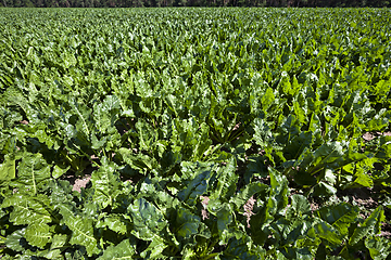 Image showing beetroot, closeup