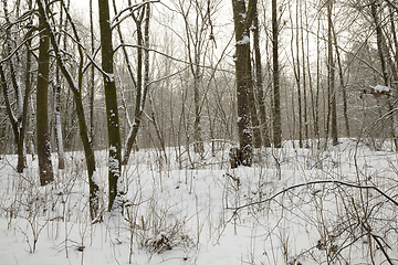 Image showing white fresh snow in forest