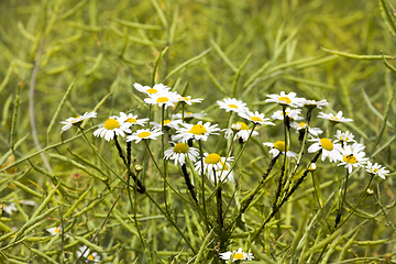 Image showing blooming medical daisies