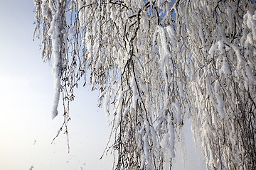 Image showing birch tree in the winter