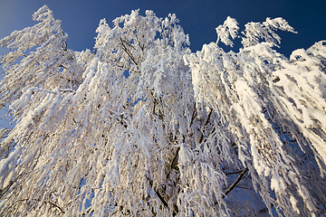 Image showing birch tree in the winter