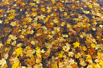 Image showing beautiful natural foliage