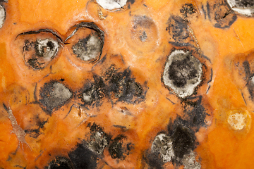 Image showing rotting pumpkin