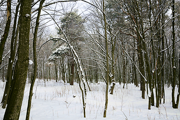 Image showing white fresh snow in forest