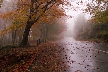 Image showing Autumn colors