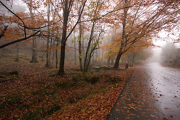 Image showing Autumn colors