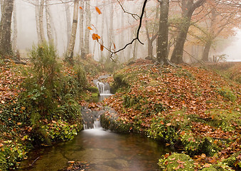 Image showing Autumn Colors