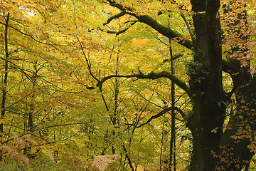 Image showing Autumn colors