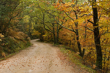 Image showing Autumn colors